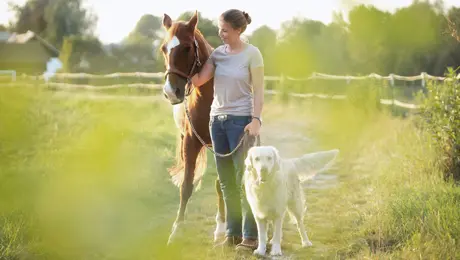 Vorsorge für Pferde und Hunde