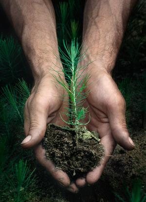 Bessergrün Baum in Hand