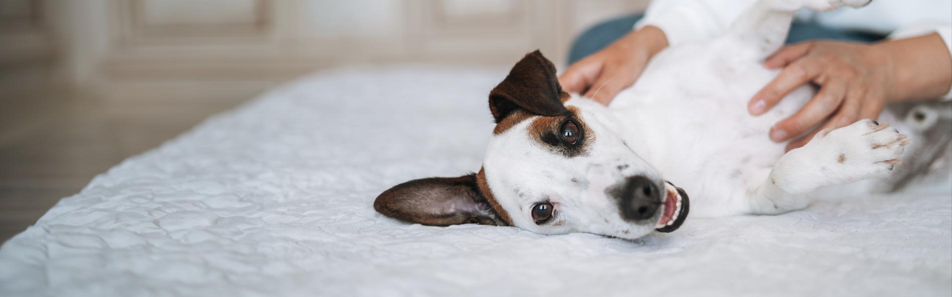 Vorsorge für Hundeoperation