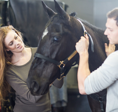 Privathaftpflichtversicherung Pferdeversicherung Personenschaden