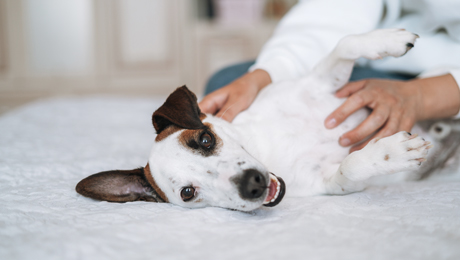 Hundehaftpflichtversicherung