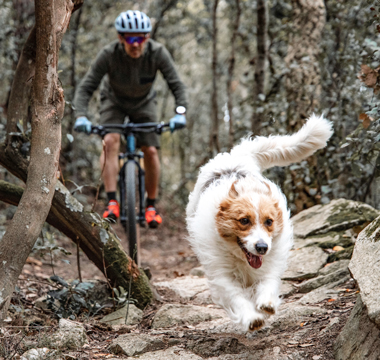 Hund läuft vor Mountainbiker im Wald